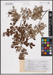 Foto von Salix aurita L.